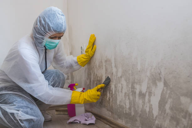 Best Mold Prevention Services  in Cvallis, OR