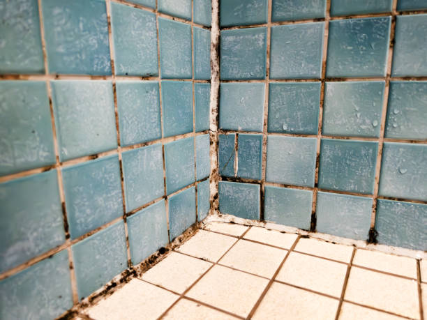 Best Mold Damage Restoration  in Cvallis, OR