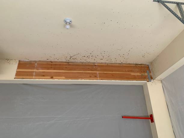 Best Air Quality Testing for Mold Spores  in Cvallis, OR