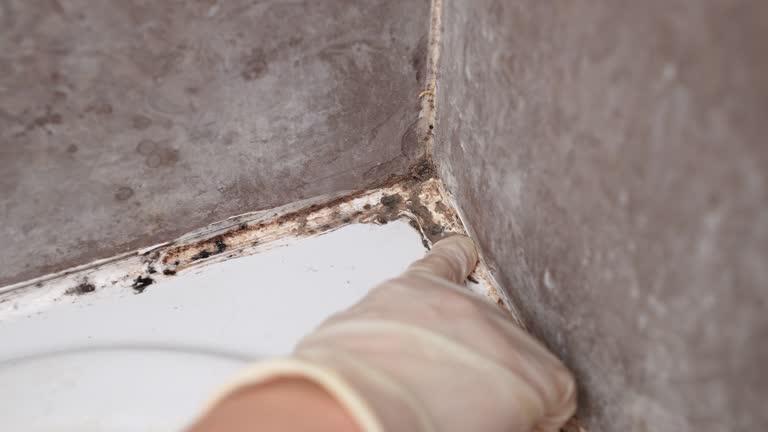 Best Basement Mold Removal  in Cvallis, OR